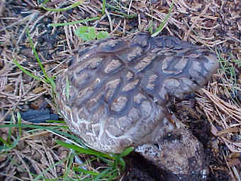 An older Agaricus praeclaresquamosus