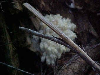 Hericium albietus (?)