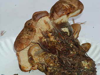 Paxillus atrotomentosus, a good dye mushroom