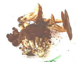 Lyophyllum decastes and L. loricatum, Fried Chicken Mushroom