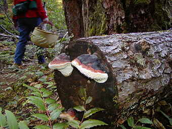 Fomitopsis pinicola, Red-Belted Conk