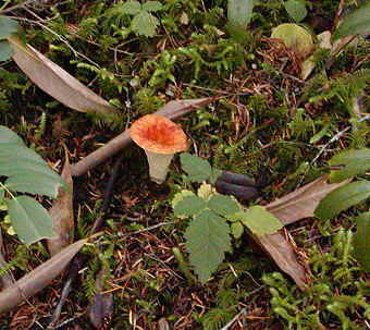 Gomphus floccosus, Scaly Chanterelle