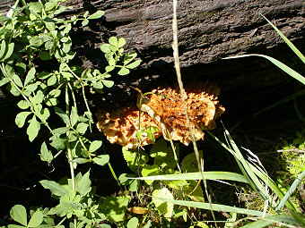 Unidentified orange mushroom
