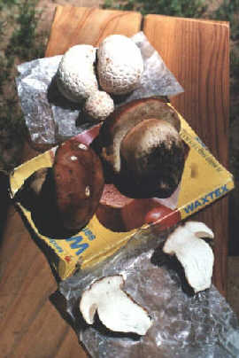 Boletes and Puffballs