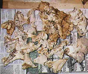 White Chanterelles