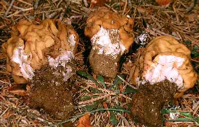 Gyromitra montanum  Mike Wood