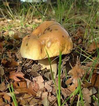 Boletus edulis