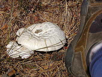 Lentinus ponderosus