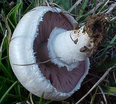 Agaricus campestris