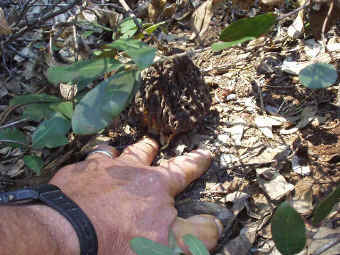 Morel in the bush