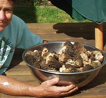 Morels in a bowl