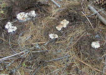 Cantharellus subalbidus