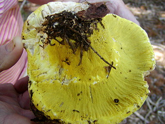 Hypomyces luteovirens