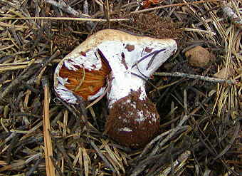 Cortinarius magnivelatus