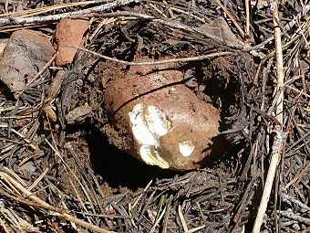 Boletus pinophilus