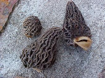 Morchella elata found in some year-old landscaping
