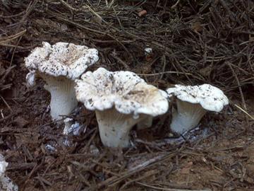 Cantharellus subalbidus