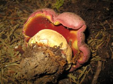 Boletus haematinus