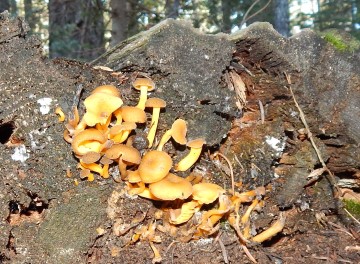 Beautiful yellow mushrooms