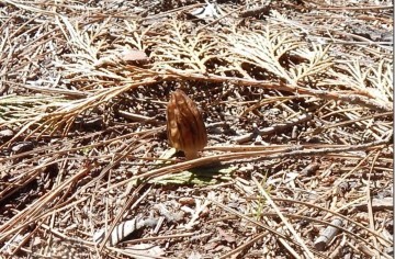 Another morel