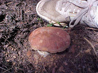 Boletus pinophilus