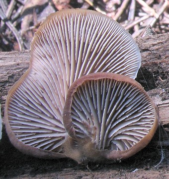 Lentinellus montanus