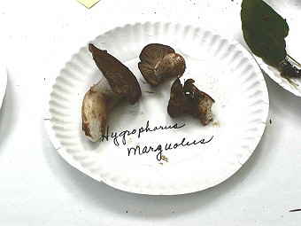 Hygrophorus marzuolus