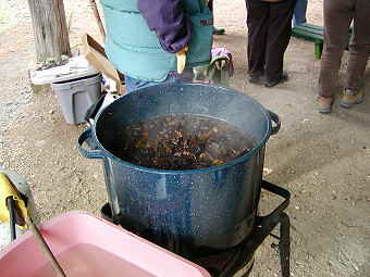 A boiling pot of chopped up Phaeolus sweinitzii